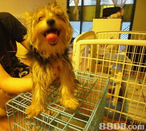Cindy Pet Beauty 專業上門寵物美容服務，讓愛寵享受尊貴體驗